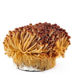 Golden Enoki