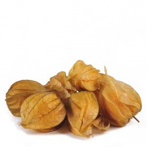 Physalis